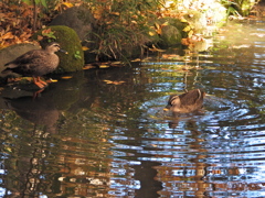 もみじ公園のカルガモさん