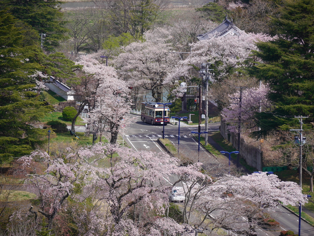 仙台城址の桜2020
