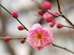 河原の紅梅2019Ⅴ