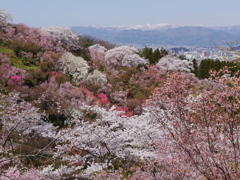 花見山公園2018Ⅱ