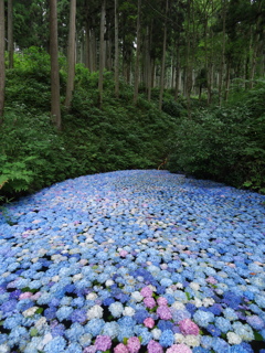 みちのくあじさい園の紫陽花2025Ⅲ