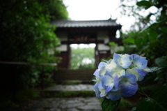 資福寺の紫陽花