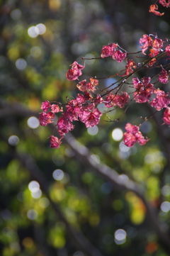 モミジ花