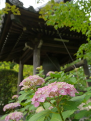 資福寺の紫陽花2018Ⅱ