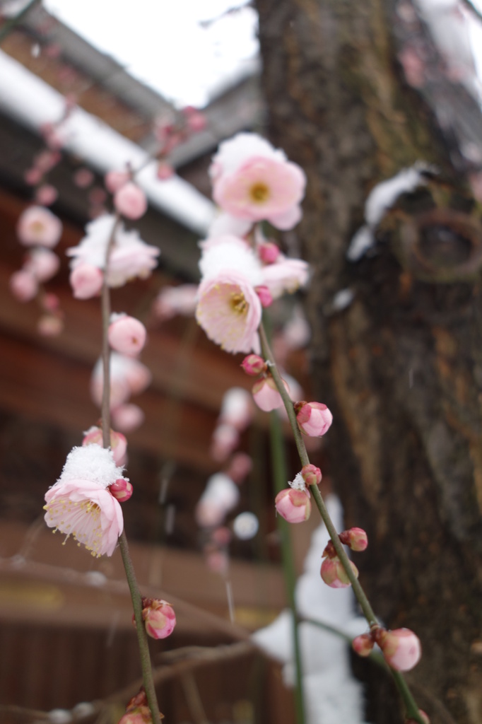 雪の湯島天神Ⅴ