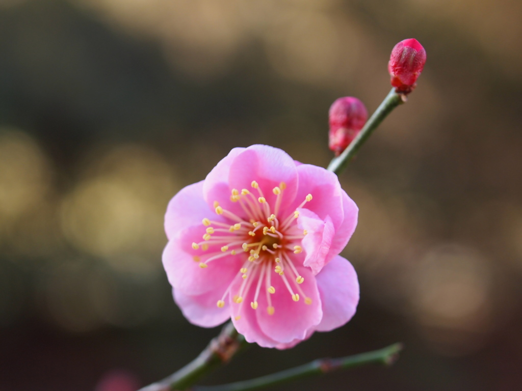 河原の紅梅2023Ⅴ