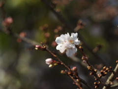 鹽竈神社の四季桜2015