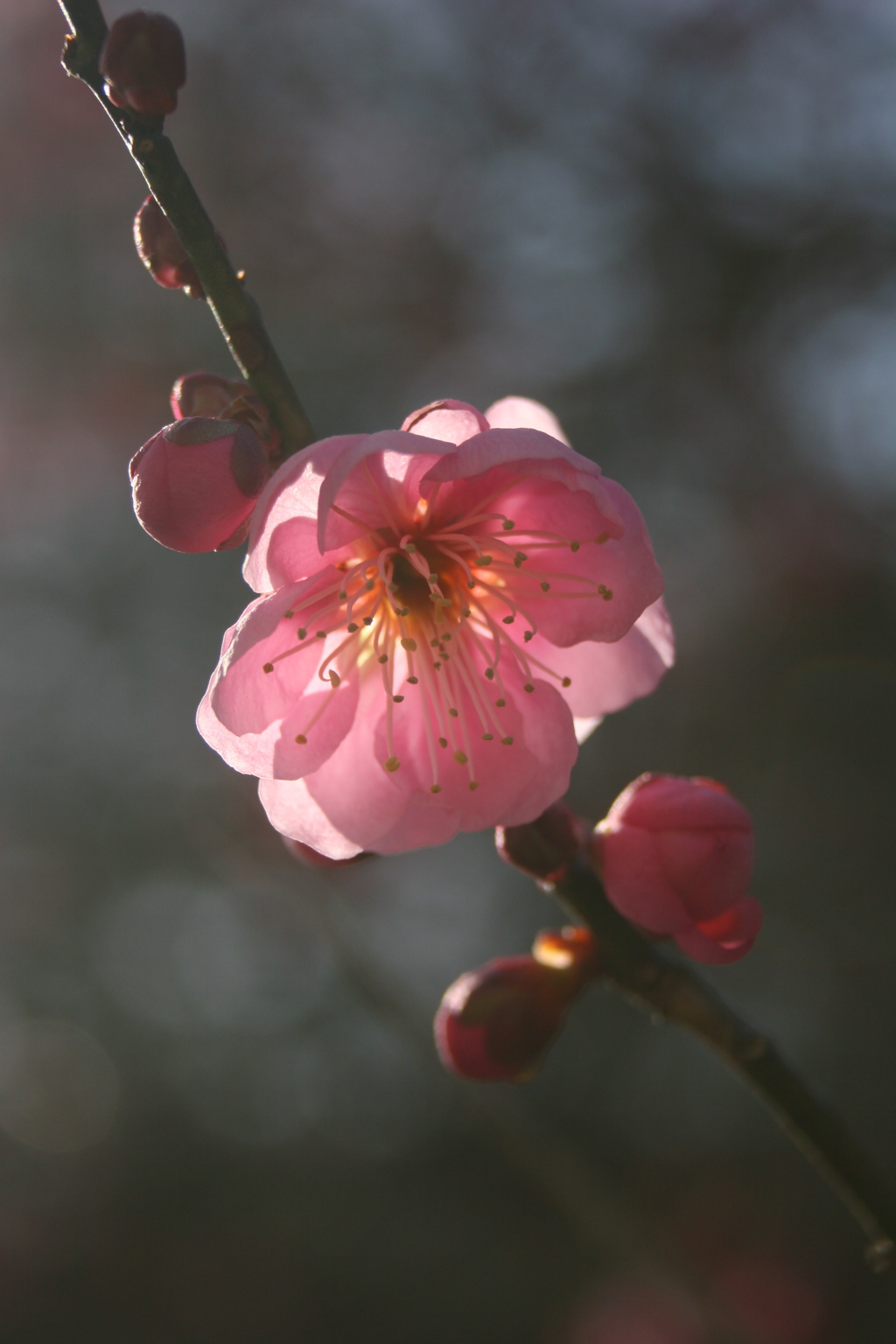 河原の紅梅2021Ⅶ