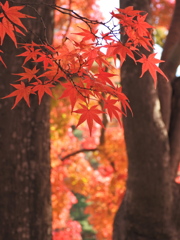 もみじ公園のモミジ2025Ⅵ