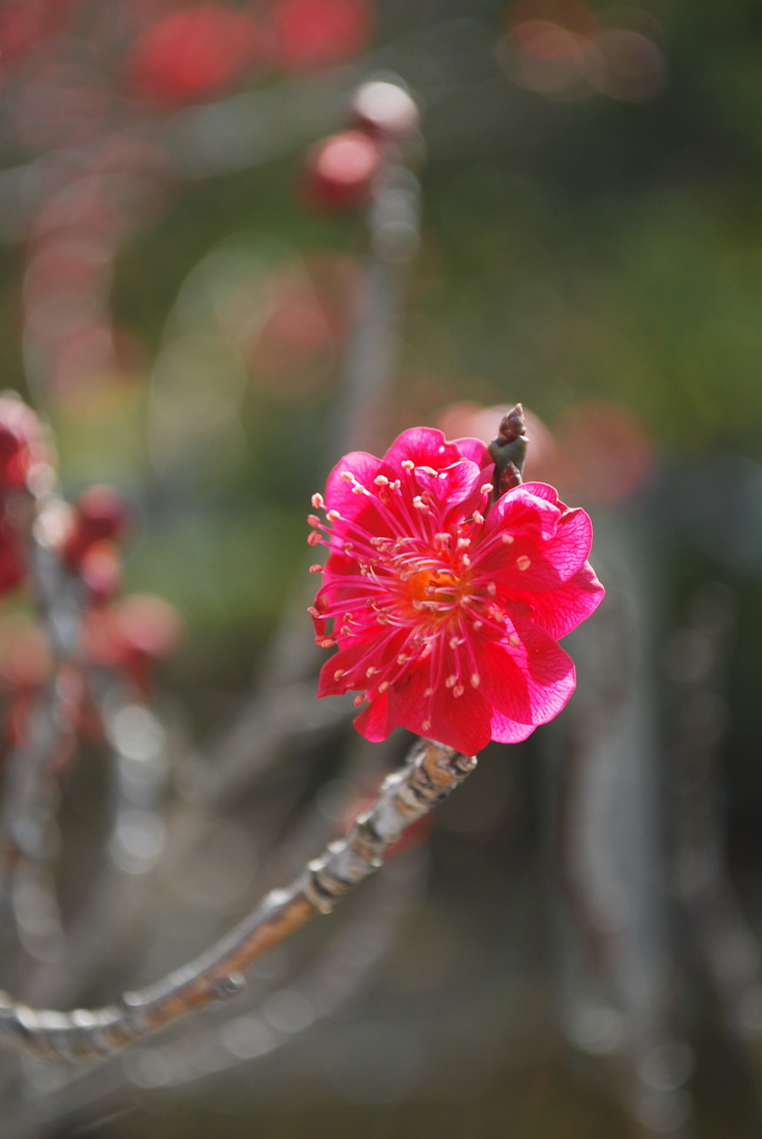 公園の紅梅