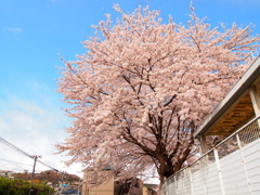 近所の桜