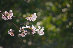 公園の桜