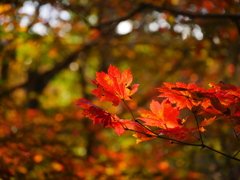 鳴子峡の紅葉