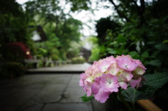資福寺の紫陽花Ⅲ