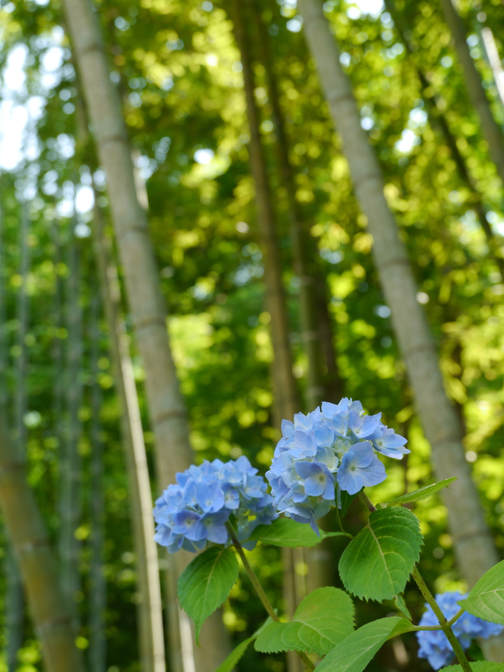 東沢バラ公園の竹林Ⅲ
