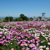 色麻町の芍薬2024