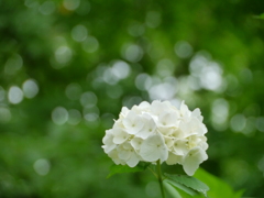 船岡城址公園のアジサイ2019Ⅳ