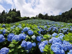 赤坂公衆園の紫陽花