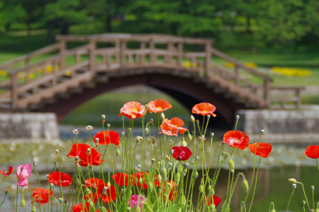 公園のポピー畑Ⅱ