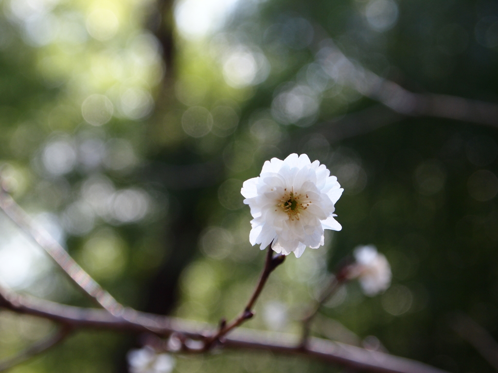 鹽竈神社の子福桜2018Ⅱ