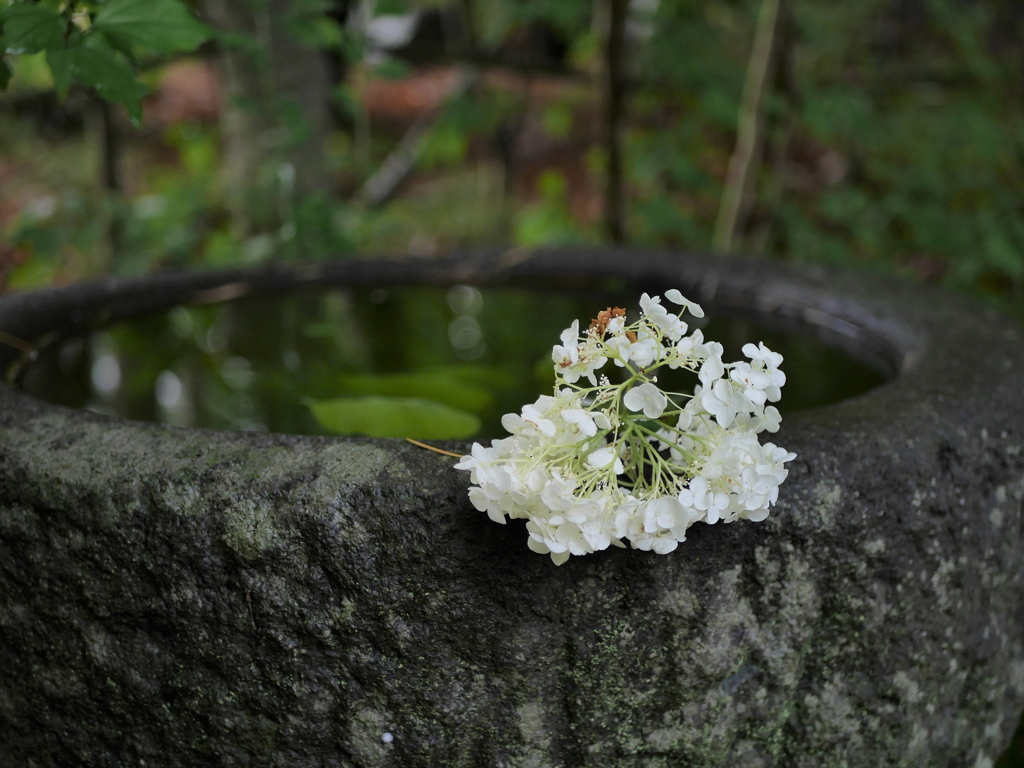 資福寺の紫陽花2023Ⅹ