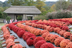 公園のマム