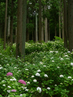 みちのくあじさい園の紫陽花