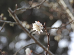 鹽竈神社の子福桜2026
