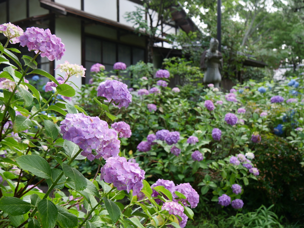 資福寺の紫陽花2023Ⅶ