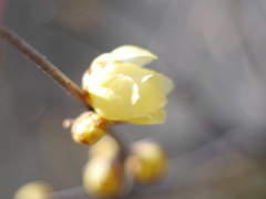 農業園芸センターの蝋梅2026