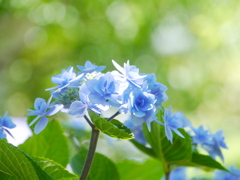 農業園芸センターのアジサイⅤ
