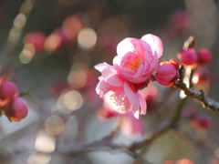 河原の紅梅Ⅴ
