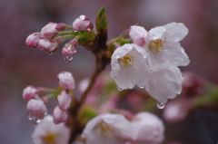 雨のソメイヨシノⅡ