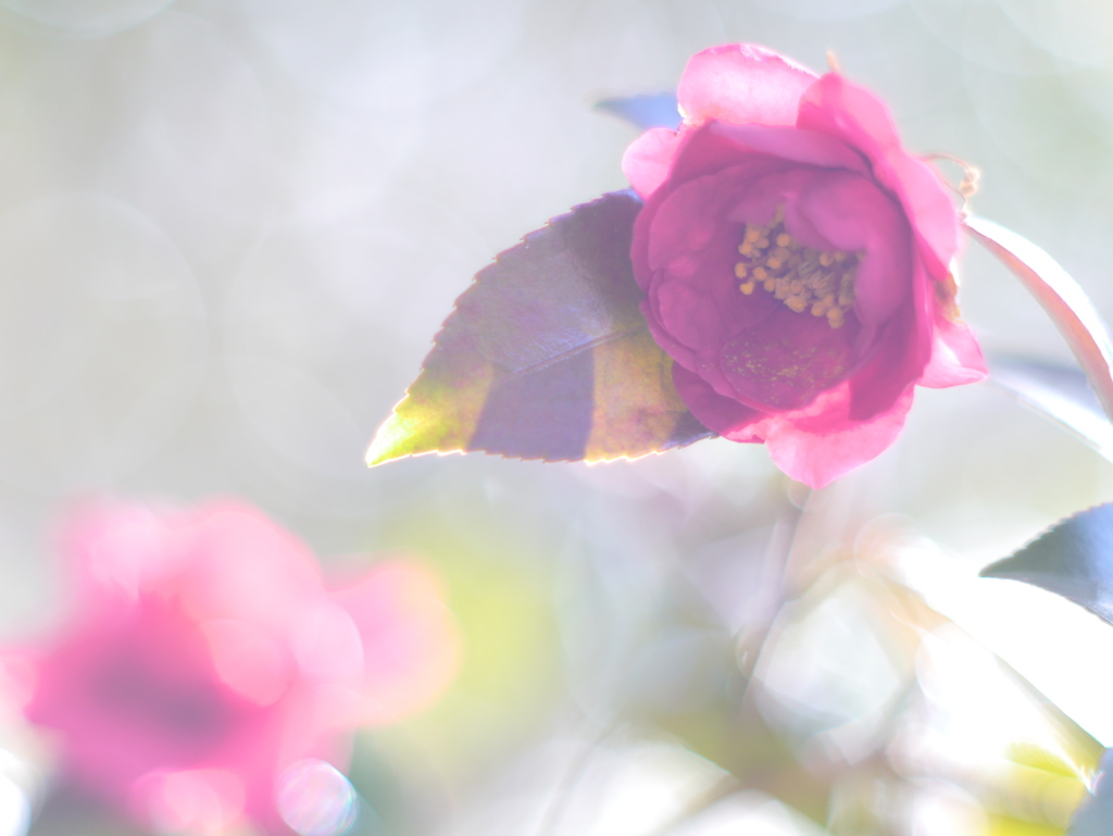 河原のサザンカⅧ