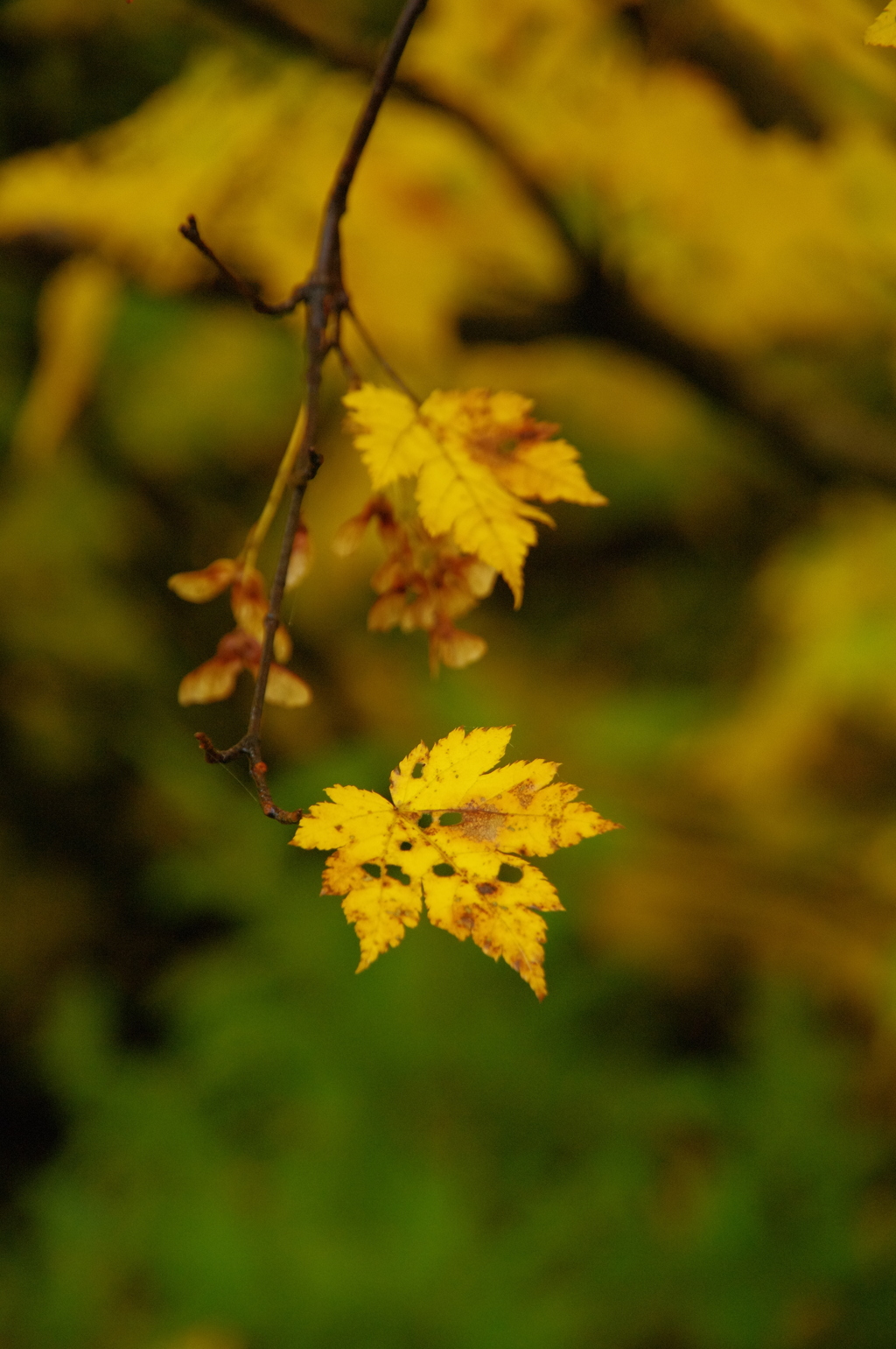 栗駒山荘の紅葉Ⅳ