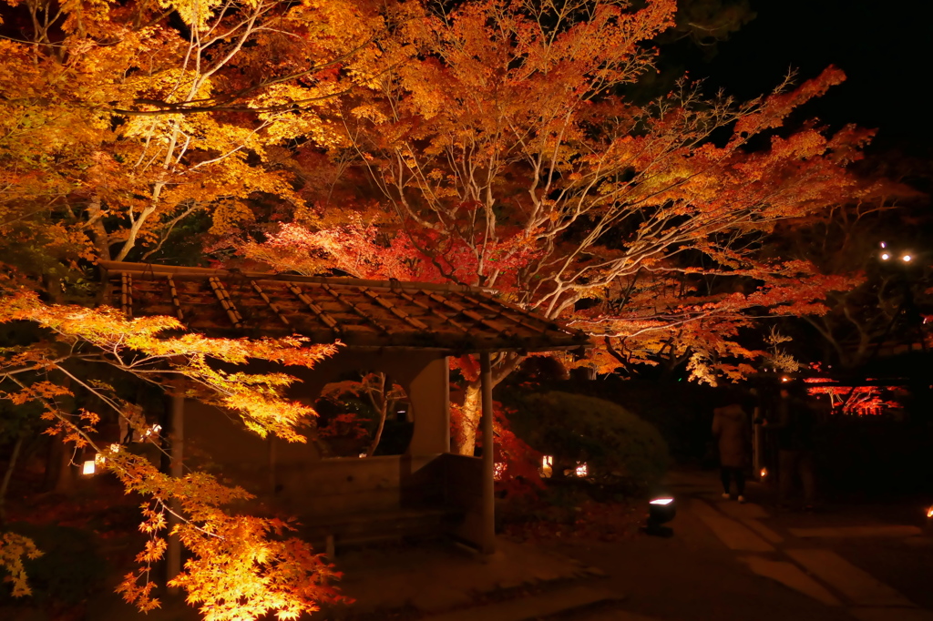 円通院2014Ⅳ