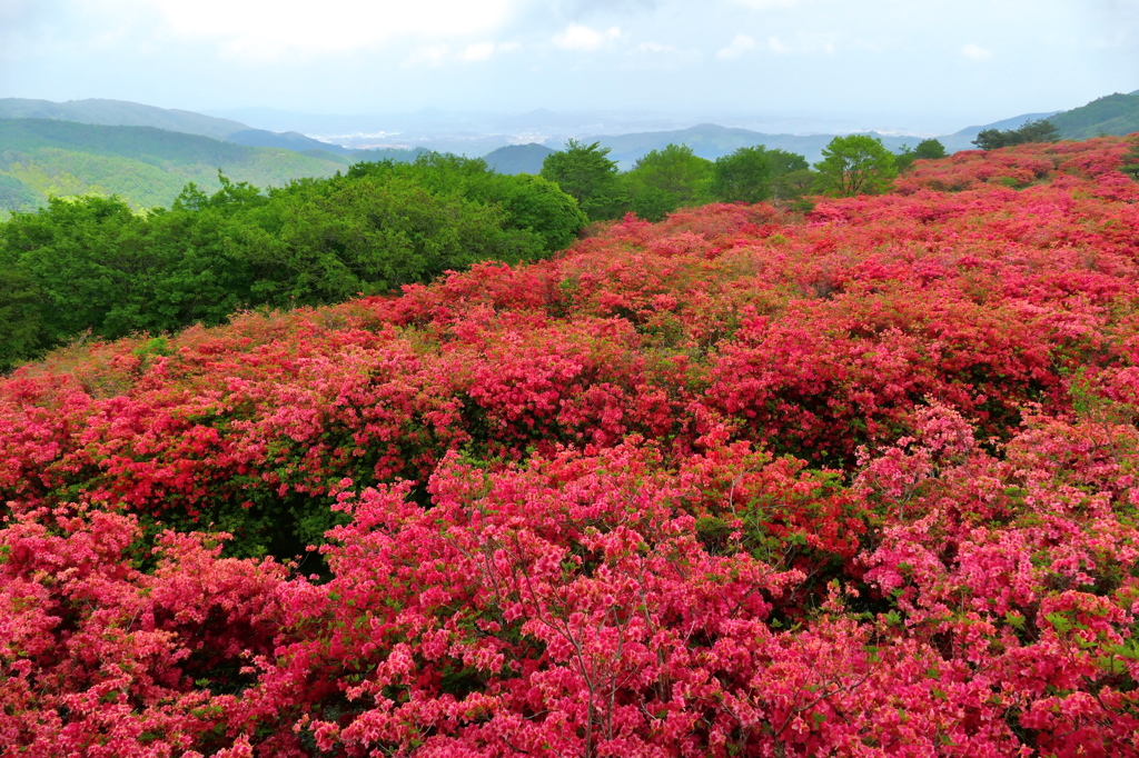 徳仙丈山のつつじ2015