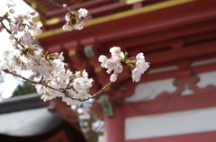 鹽竈神社の桜風景Ⅲ