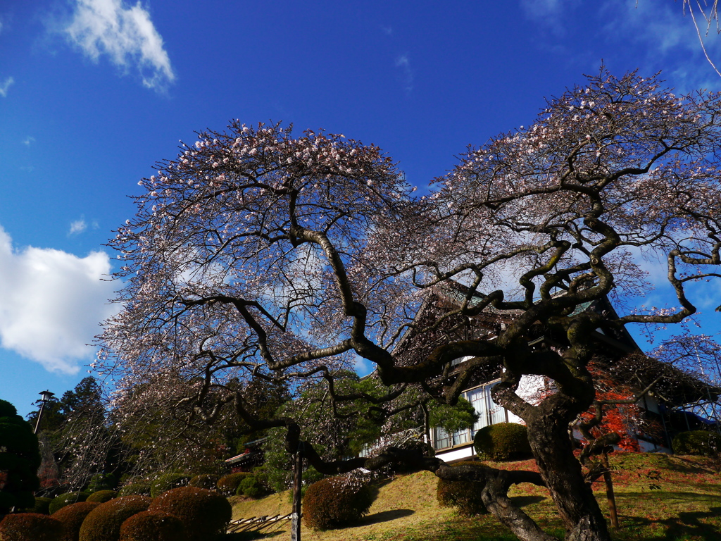 秋の鹽竈神社Ⅴ