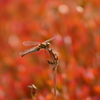 秋色とんぼ