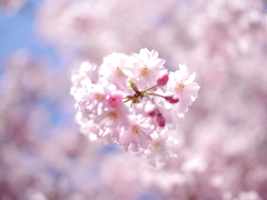 河原の枝垂れ桜
