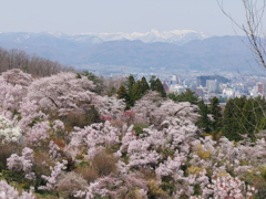 花見山公園2022Ⅲ