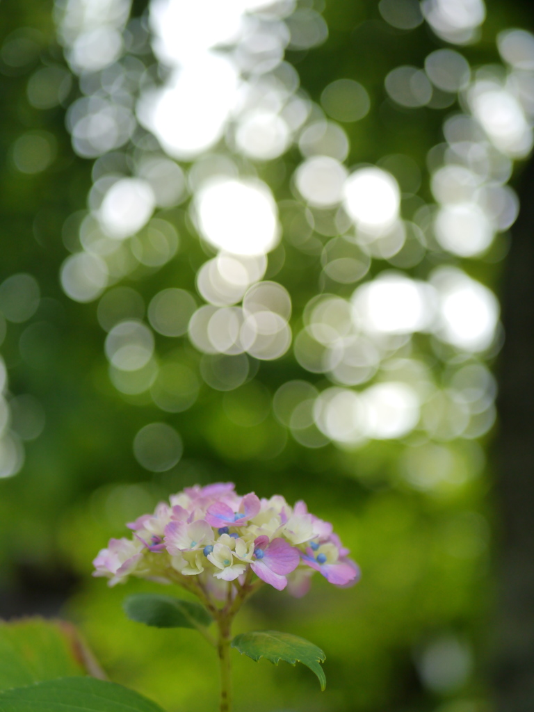 資福寺の紫陽花2018Ⅶ