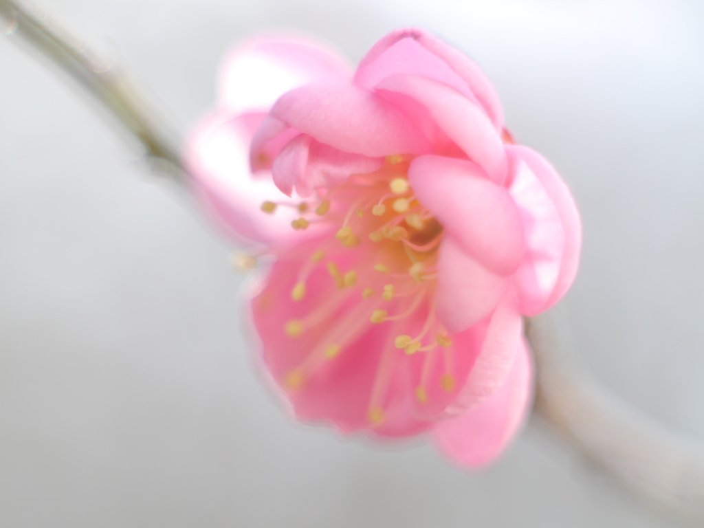 河原の紅梅2024Ⅳ