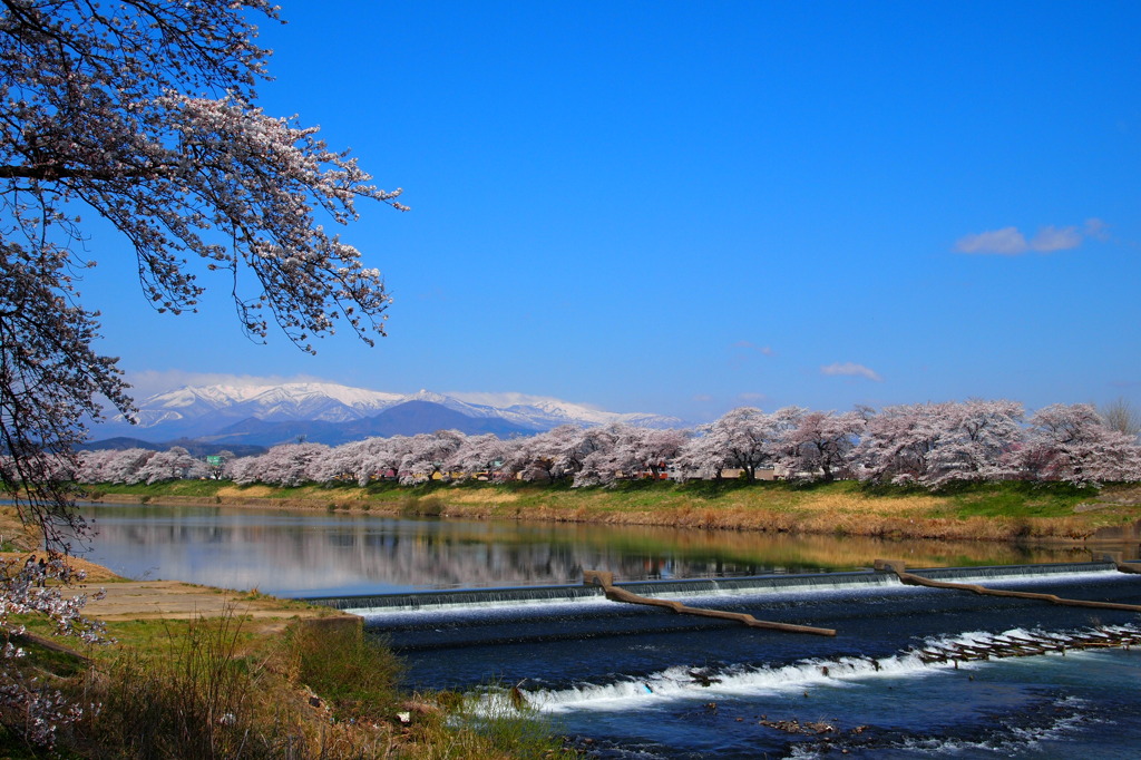 一目千本桜