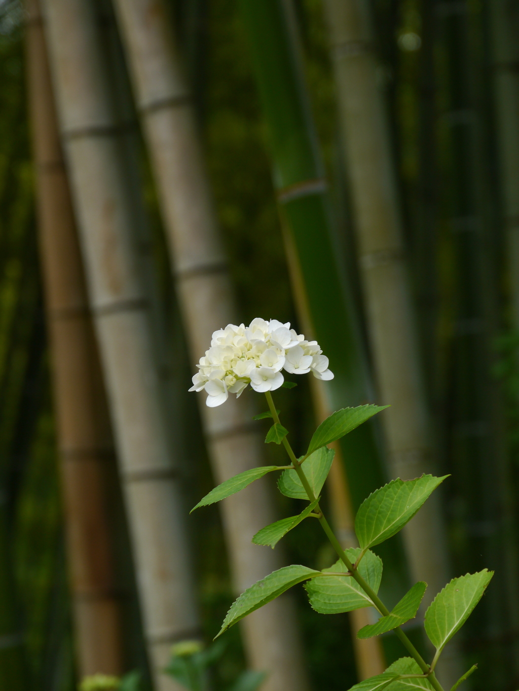 出塩文殊堂の紫陽花