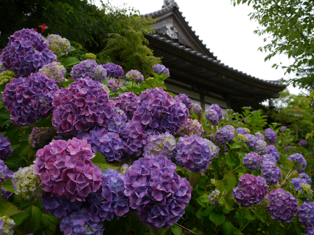 資福寺の紫陽花2017Ⅶ