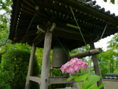 資福寺の紫陽花2017Ⅳ