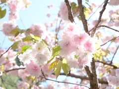 鹽竈神社の鹽竈桜2024Ⅳ