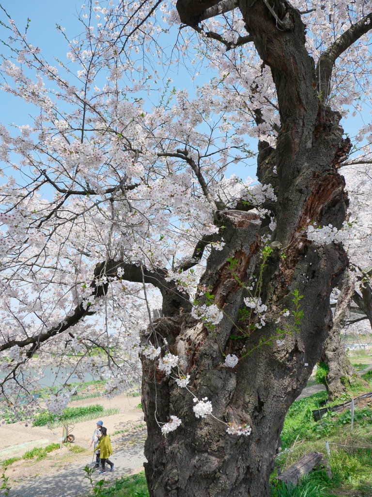 一目千本桜2024Ⅷ